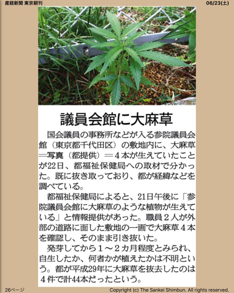議員会館に大麻草